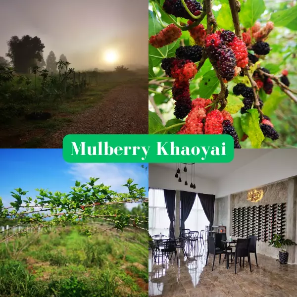 Mulberry Khaoyai